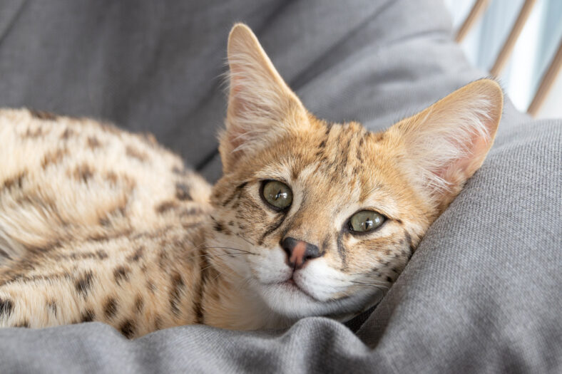 F1 hp Savannah purebred cat kitten peacefully sleeping on a cozy hanging chair. This exotic feline with a wild appearance is captured mid-nap, showcasing its spotted coat and elegant posture. Perfect for projects related to animals, relaxation, or feline exoticism.