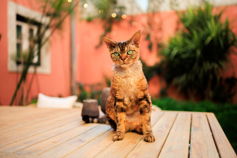 A Devon Rex cat stands alert on a table in a warm, sunlit backyard with pink walls and green plants in the background. Stock photo