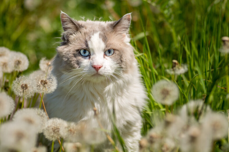ragdoll pet cat among grass and dandelion