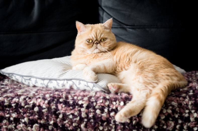 Exotic shorthair ginger cat sitting on the pillow
