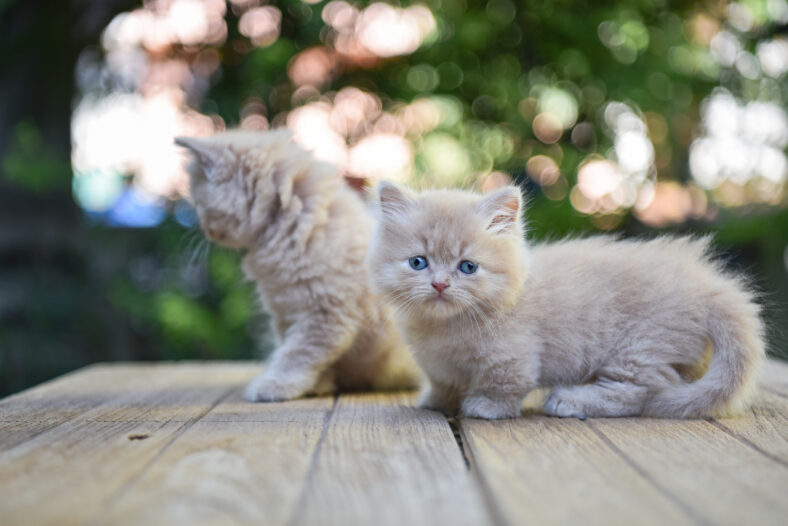 Lovely napoleon cat