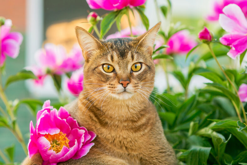 Abyssinian cat in flowers