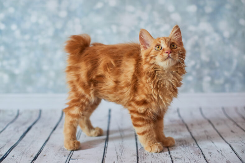 A photo of funny red american bobtail cats three monthes old on blured background
