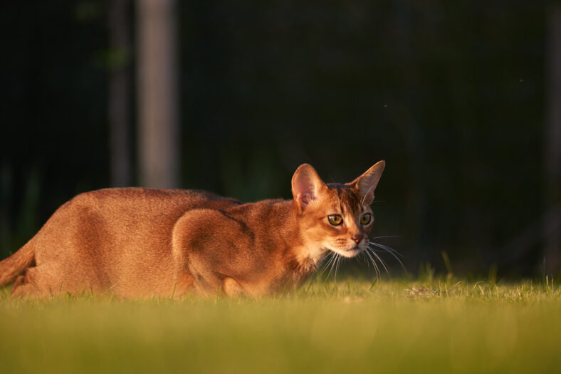 Abyssinian Cat playing at the lawn in the garden