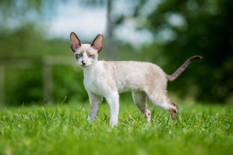 Cornish rex kitten on the walk in summer