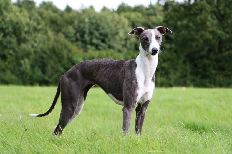 Whippet Portrait in Park