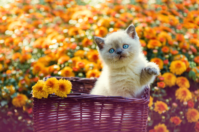 Cute little kitten in orange daisy flowers