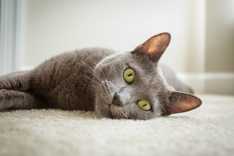 Russian blue cat inside the house