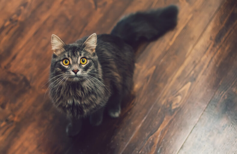 Siberian cat with big yellow eyes and long mustache on the craft wooden floor. Free space background. Close up portrait