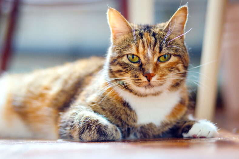 Portrait of an American Shorthair multicolored cat.