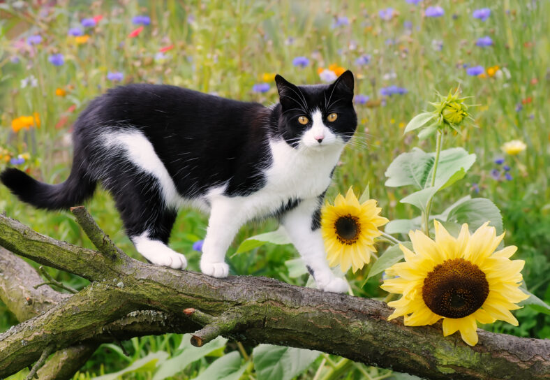 Cat, European Shorthair, on a tree branch with sunflowers