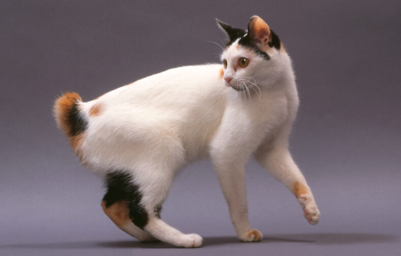Bobtail Japonais de profil - japanese bobtail