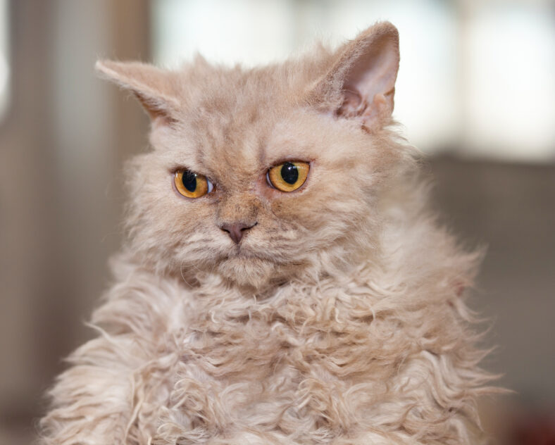 Portrait of a Selkirk Rex cat.