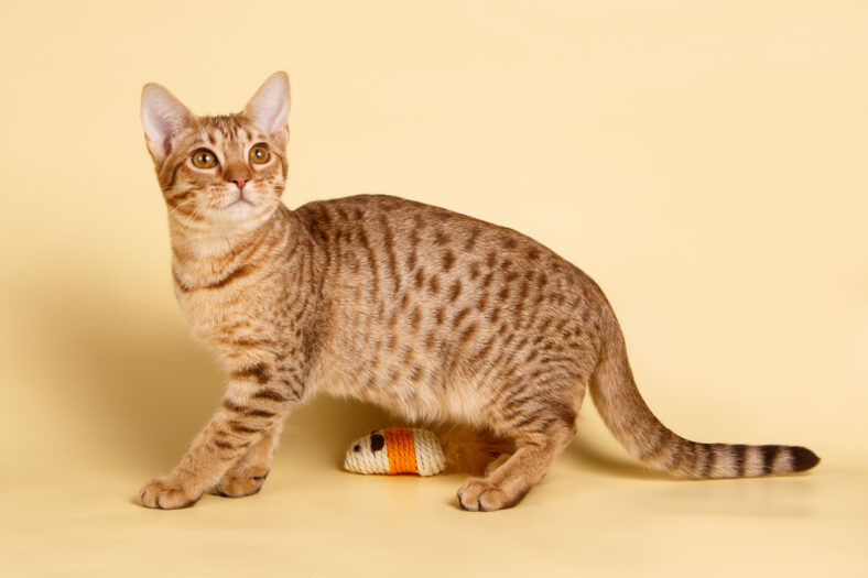 Studio photography of an Ocicat spotted cat on colored backgrounds