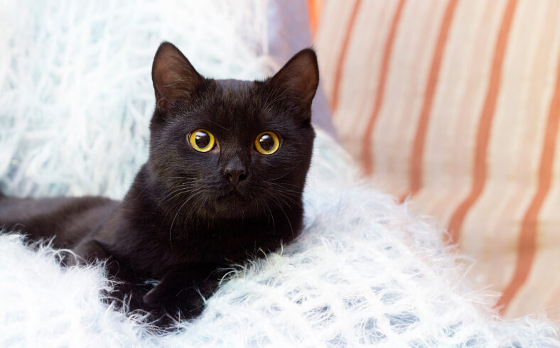 black cat at home