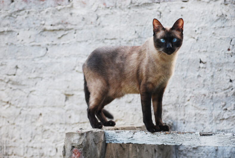 siamese cat