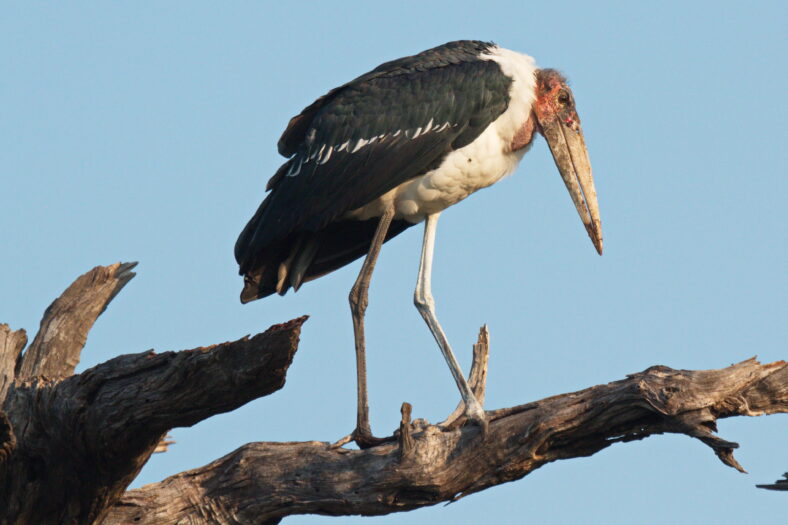 Marabou stork in Chobe National park in Botswana in Africa