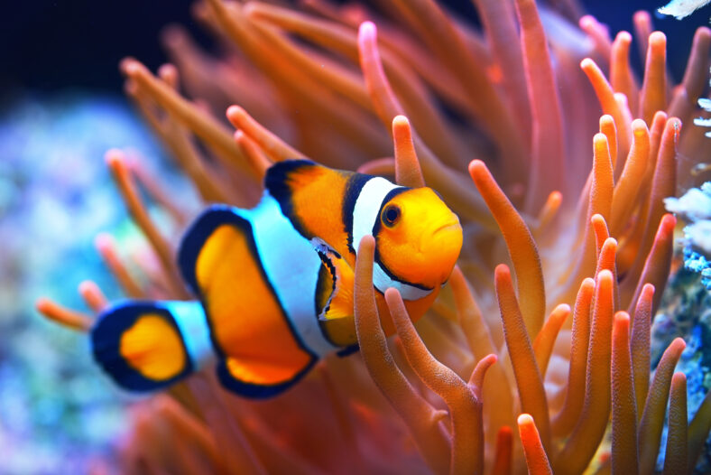 Amphiprion ocellaris clownfish in the anemon. Natural marine enriromnent