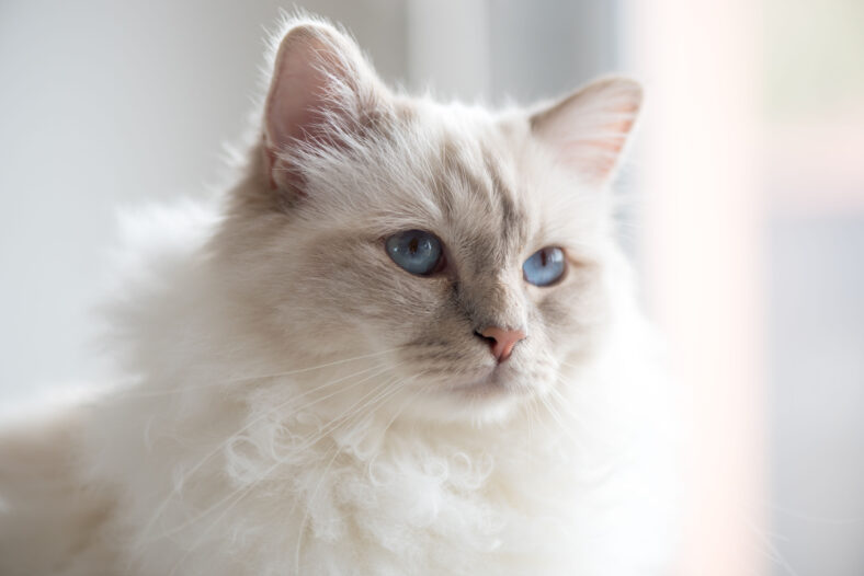 Portrait of beautiful sacred cat of burma with blue eyes