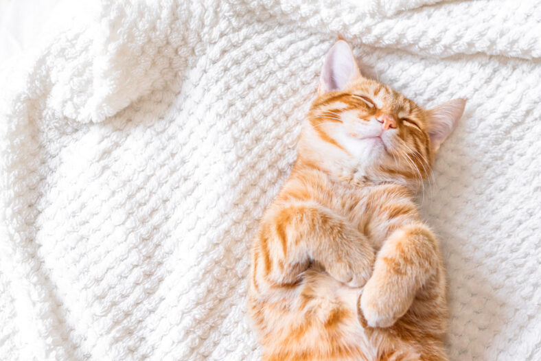 Ginger cat sleeping on soft white blanket, cozy home and relax concept, cute red or ginger cat.