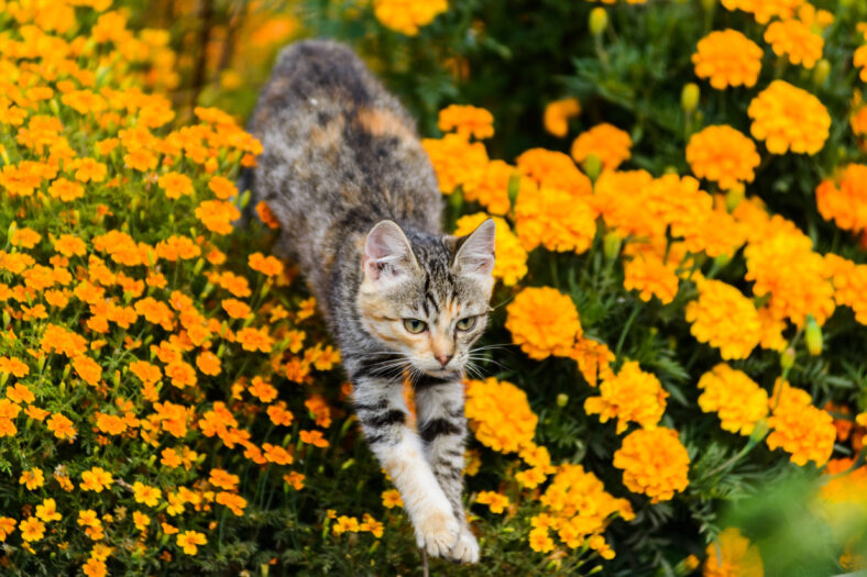 Cute playful cat jumping over yellow tagetes flowers on sunny day