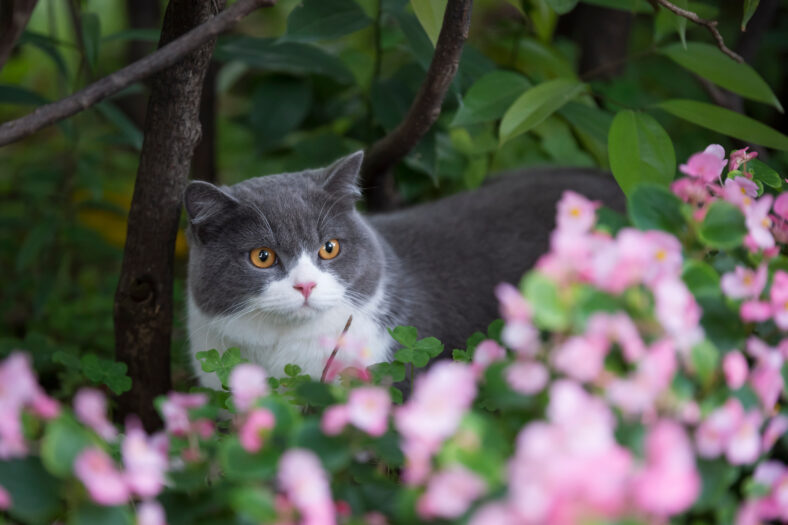Britain's short-haired cat hides among the flowers