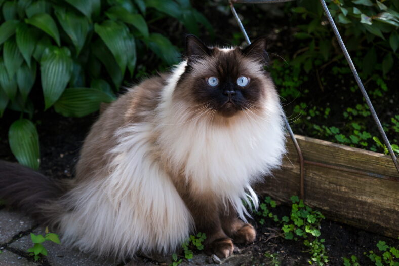 Chocolate point doll-faced himalayan cat with light blue eyes sitting in garden staring intently