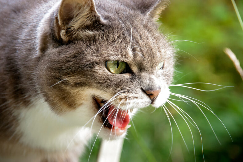 Hissing Cat