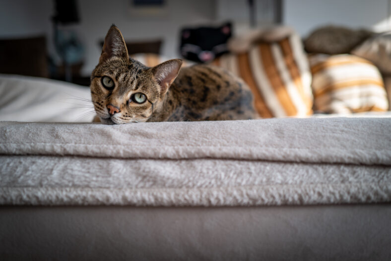 A cute Ashera cat on a couch
