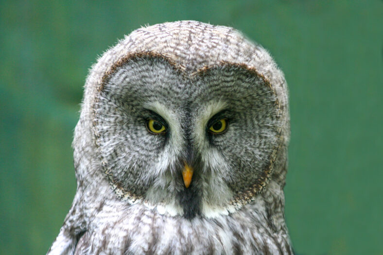 Great grey owl (Strix nebulosa)