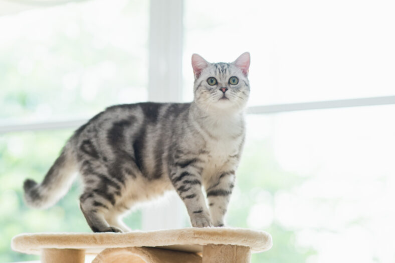 Cute American short hair cat standing on cat tower
