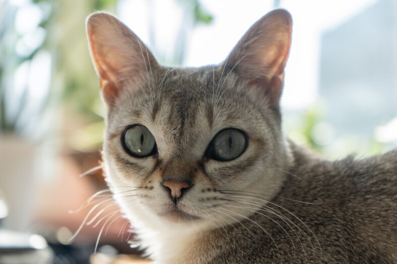 cat with green eyes. the smallest cat breed in the world beautiful singapura cat.