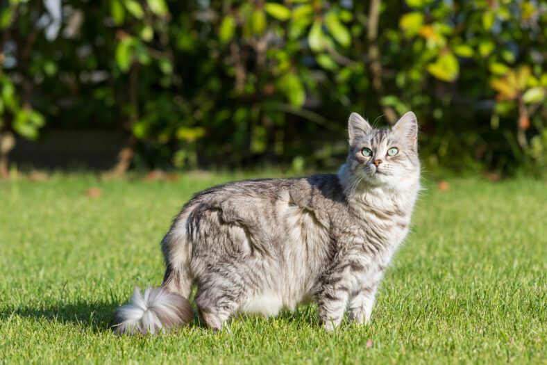 Beautiful long haired cat of siberian breed on the grass green. Purebred domestic pet of livestock in relax outdoor, hypoallergenic animal