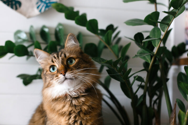 Cute cat sitting under green plant branches on wooden shelf in stylish boho room. Maine coon with green eyes looking with funny emotions at zamioculcas leaves. Space for text