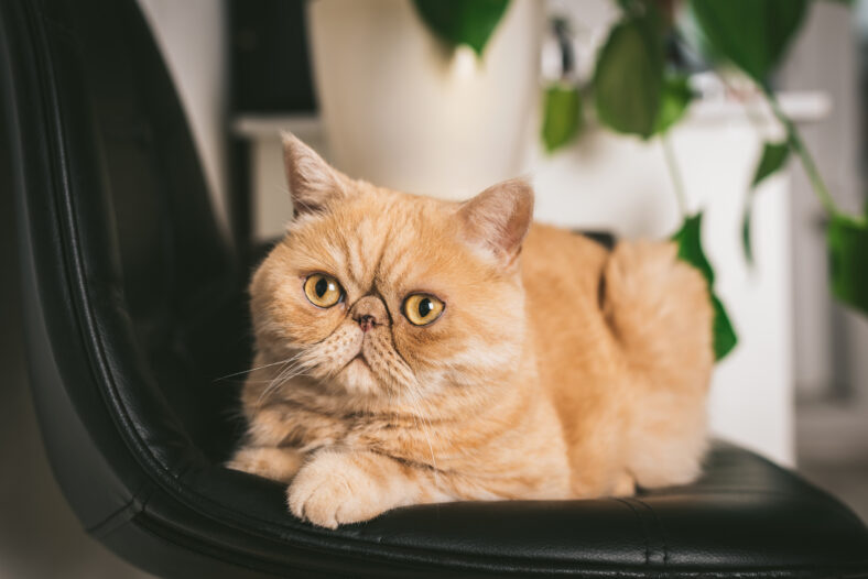 Ginger Exotic Shorthair Cat On Black Chair. Closeup View. Funny Fluffy Cat