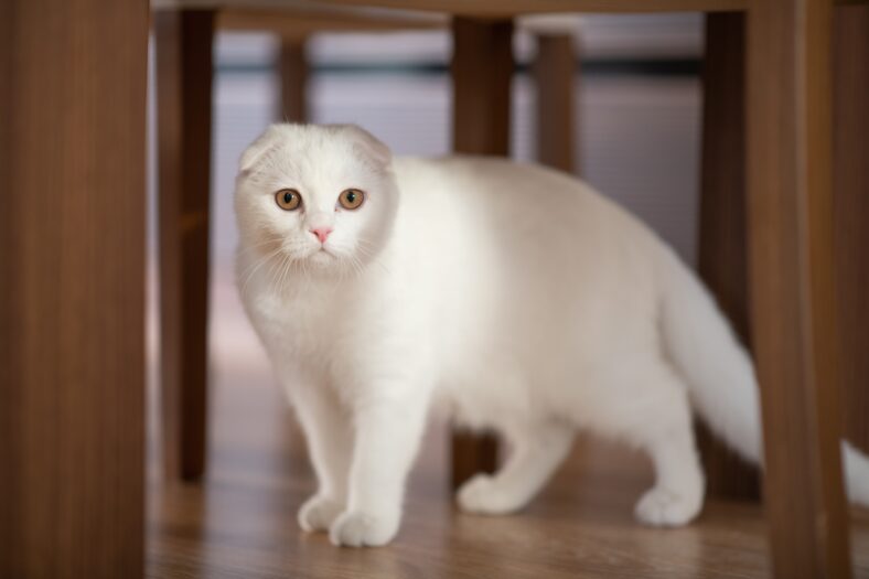 white scottish fold kitten, cute cat.