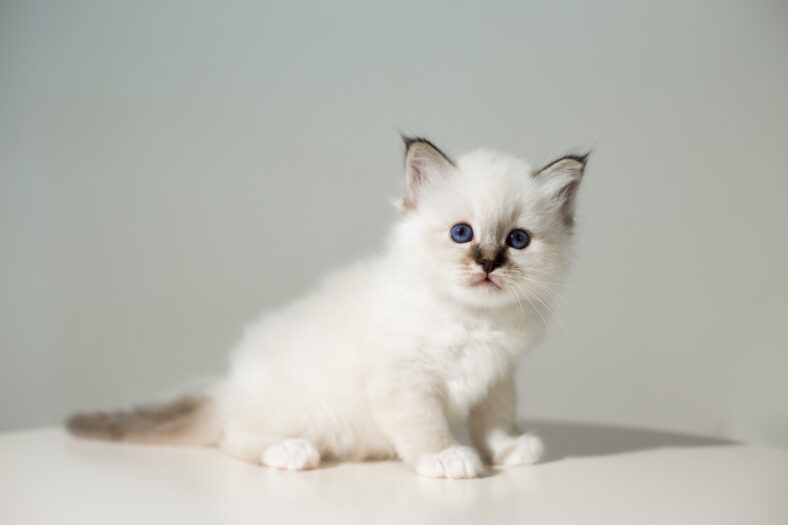 small kitten cat breed sacred burma on a light background