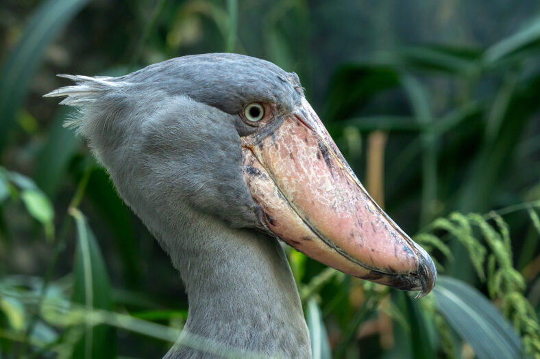 A shoebill (Balaeniceps rex) stork standing surrounded by plants.