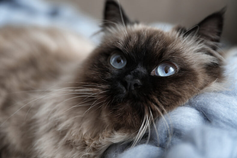 Cute Balinese cat, closeup view. Fluffy pet