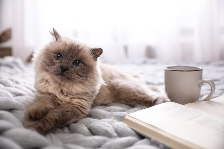 Birman cat, book and cup of drink on knitted blanket at home. Cute pet
