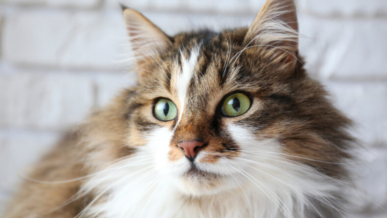 Do Different Breeds of Cats Have Different Personalities? Discover Now!