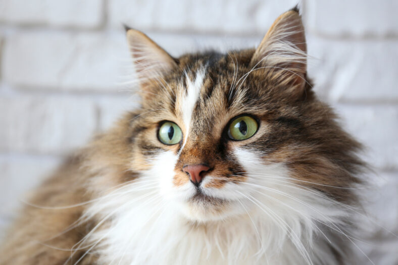 Portrait of cute siberian cat with green eyes over decorative white brick wall. Soft fluffy purebred straight-eared long hair kitty. Copy space, close up, background. Adorable domestic pet concept.
