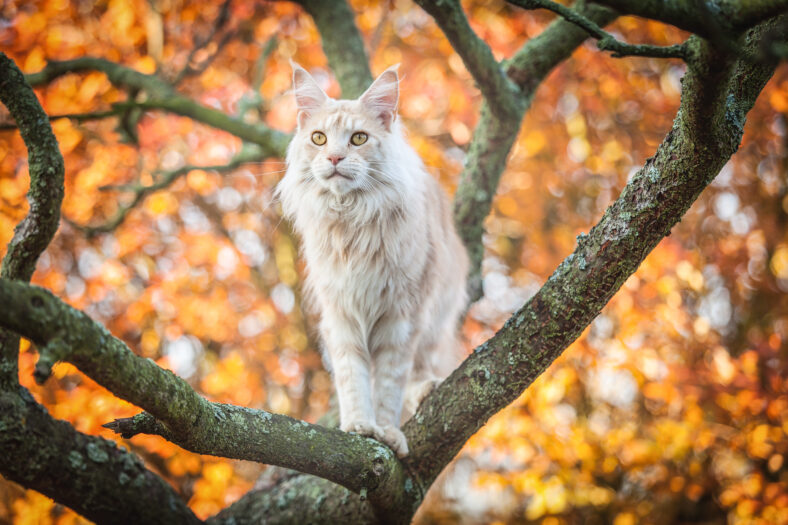 Maine Coon sitting, orange autumn tree