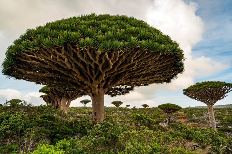Dragon Blood Tree is an endemic plant in Socotran Archipelago of Yemen in Indian Ocean