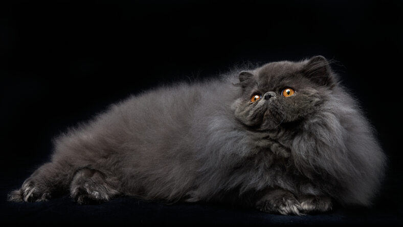 Blue Persian Cat black background