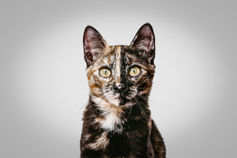 Stock photo of young hawksbill cat with face in two colors and yellow eyes sitting looking at camera and gray gradient background.