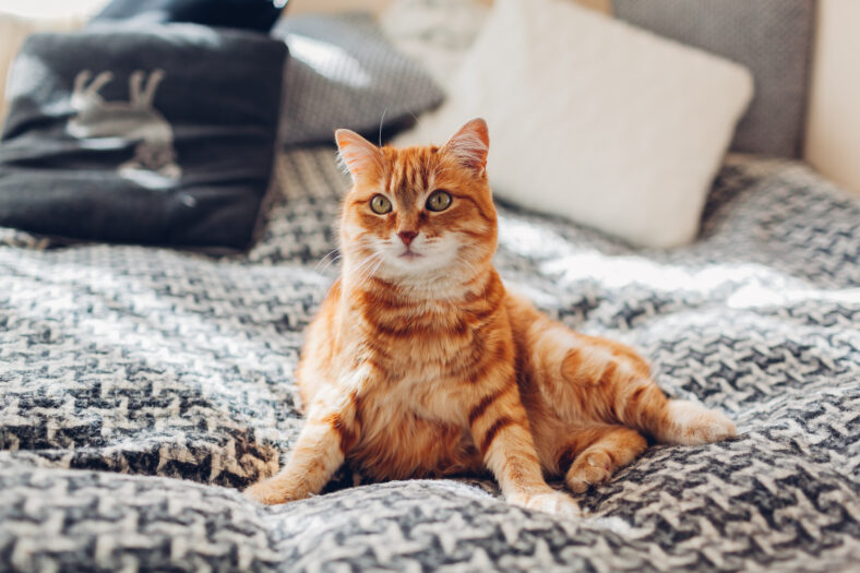 Ginger cat sleeping on couch in living room lying in funny pose on blanket. Pet enjoying sun at home. Close up
