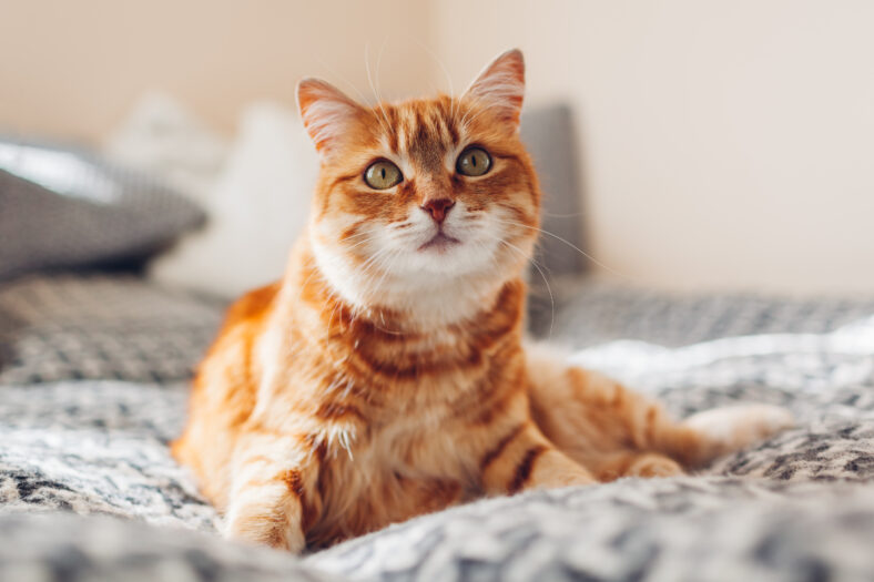 Ginger cat sleeping on couch in living room lying in funny pose on blanket. Pet enjoying sun at home. Close up