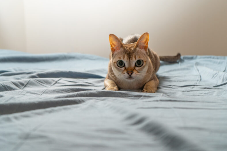 Singapura cat playing on blue/gray background. Animal photo. Stockholm. Sweden.