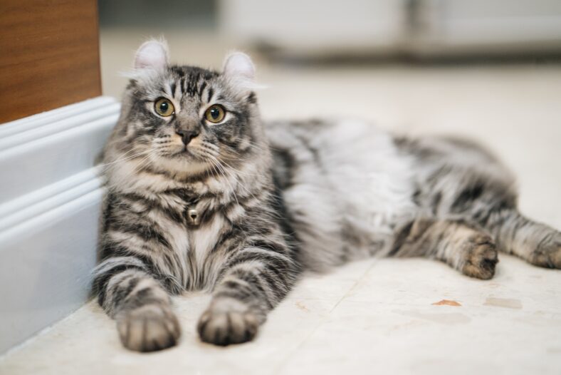 Furry cute Black American curl male kitten 7 months old